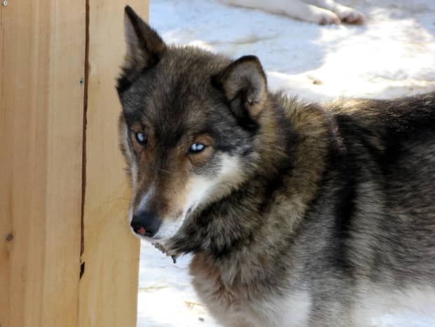 A wolf-grey Siberian.