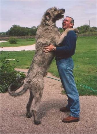 Top 16 Large Dog Breeds Pethelpful