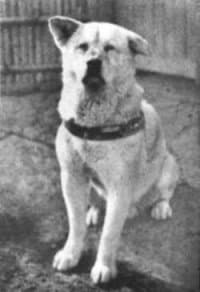 Japanese Akita Inu: The Story of Hachiko, the Loyal Dog - PetHelpful