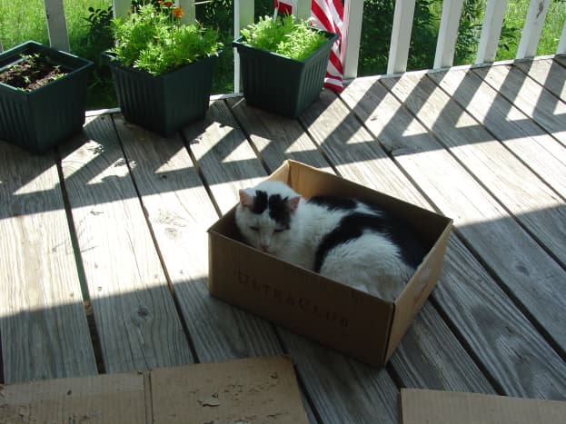 My Ethel recently passed at 17, she loved hanging out in a box on the porch taking in the fresh air