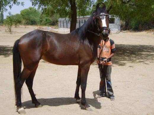 horses-in-india-the-native-marwari-horse