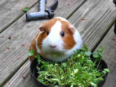 How to Build a C&C Guinea Pig Cage: DIY Guide - PetHelpful