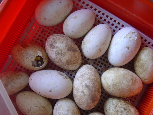 How long does it take for a gosling to emerge? Eggs start to hatching at 31 days. 