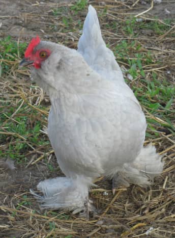 Lavender D'Uccle Pullet Running up for Attention