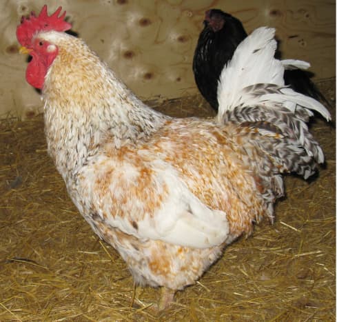 Our 3 year old Pet Marraduna Basque (Euskal Oiloas) Rooster 
