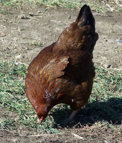 A Partridge Chantecler Pullet Foraging
