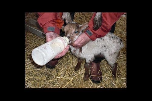 How to bottle feed a lamb