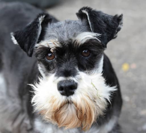 This is a black-and-silver miniature schnauzer with uncropped ears.