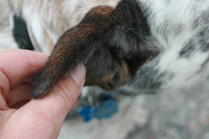 An aural hematoma in a dog. Notice the thickening of the ear.