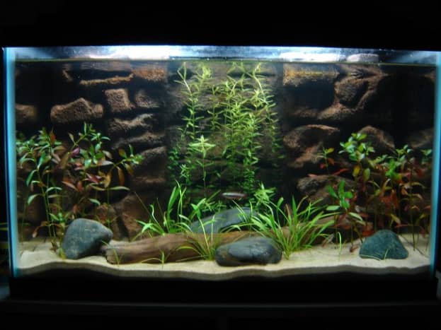 How to Make a 3D Fish Aquarium Background - PetHelpful