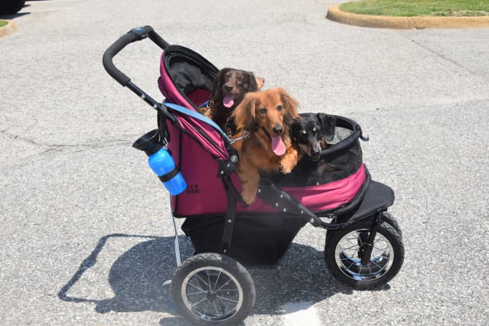 You can take a dog with a back injury out for a stroll in a secure doggy stroller.