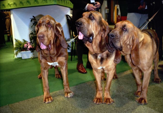 Bloodhounds - hound group
