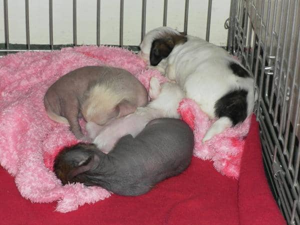 Chi Chi Puppies at Three Weeks Old (chihuahua x Chinese crested - a Toy Group Mix