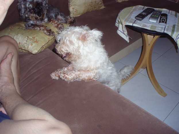 The mischievous Cloudy asking for a treat after having her ears cleaned.