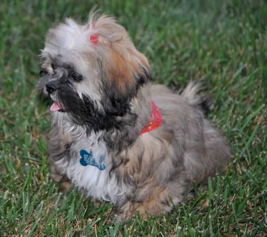 Shih tzu puppies are easy to groom.