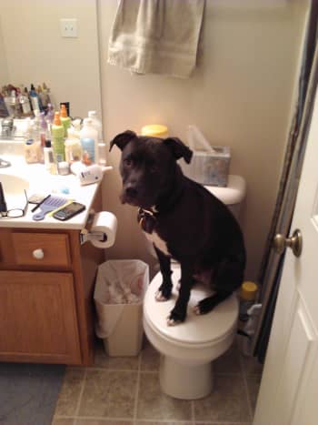 Dakota decides to hang out on the toilet.