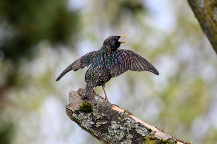 This male starling's plumage is amazingly iridescent.
