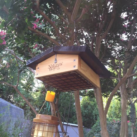 Upside-down suet cake feeders keep birds like starlings and blue jays from gobbling up all your suet!