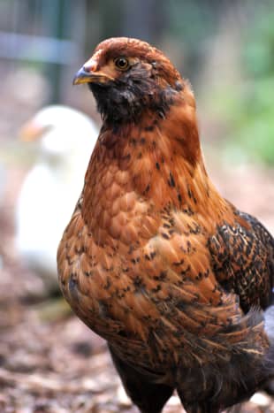 A young Easter Egger hen.