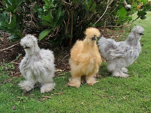 funny chicken breeds