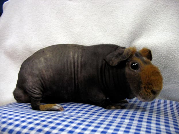 Skinny pigs have a limited amount of fur on their noses and faces. 