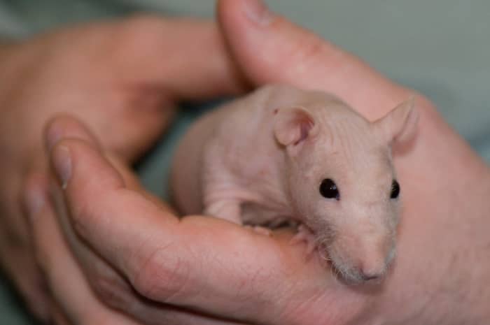 Originally, hairless rats had much shorter life expectancies than their furry counterparts. 