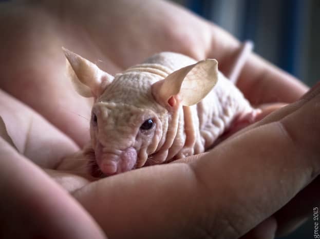 Hairless mice aren't as popular in the pet trade as hairless rats, but many pet-owners use them as food for reptiles. 