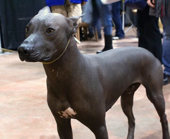Xoloitzcuintli is one of several hairless dog breeds on the modern pet market. 
