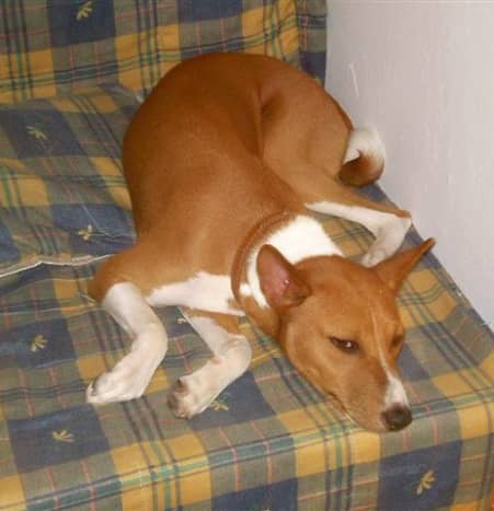 Basenjis are one of the best small breeds in an apartment.