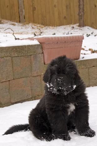 Little Newfoundland puppies are cute.