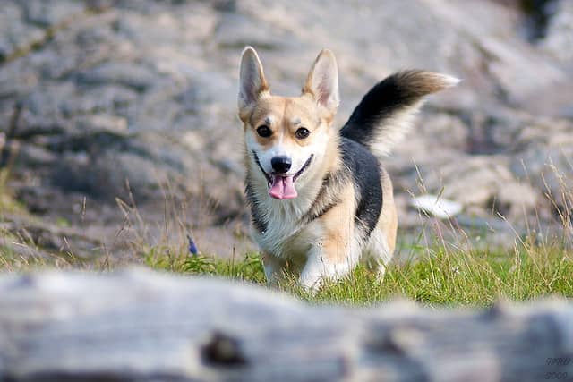 are terrier corgis high maintenance