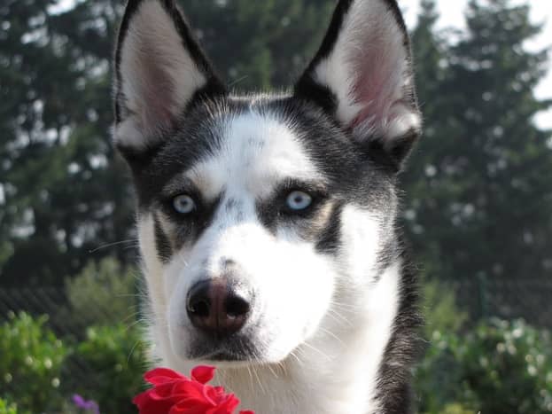 A young Siberian Husky with blue eyes.