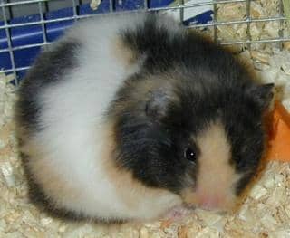 A calico Syrian hamster