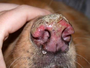 Pemphigus erythematosus on a dog's nose. 