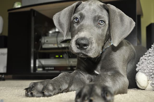 The Great Dane is large but a great breed for a first time owner.
