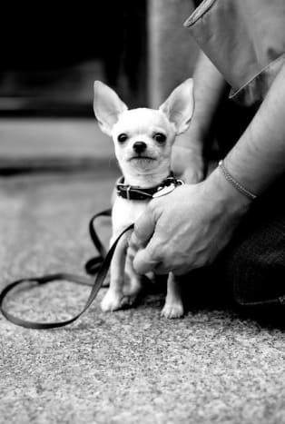 If trained like a dog, rather than a toy, the Chihuahua makes a sweet little companion.