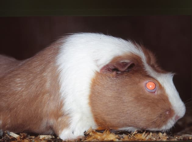 Crested Dutch guinea pig. 