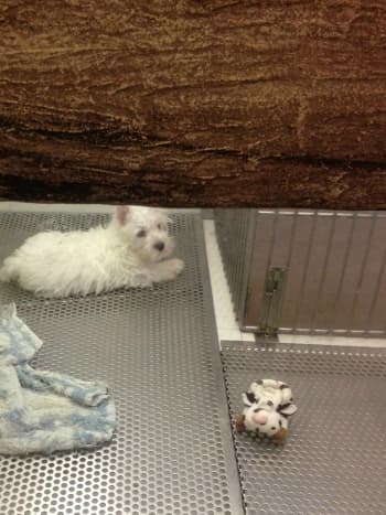 A frustrated westie pup  in a cage. 