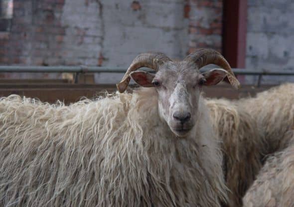 Horned Drenthe Heath Sheep ewe