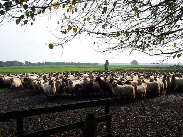 Big herd of Drenthe Heath Sheep