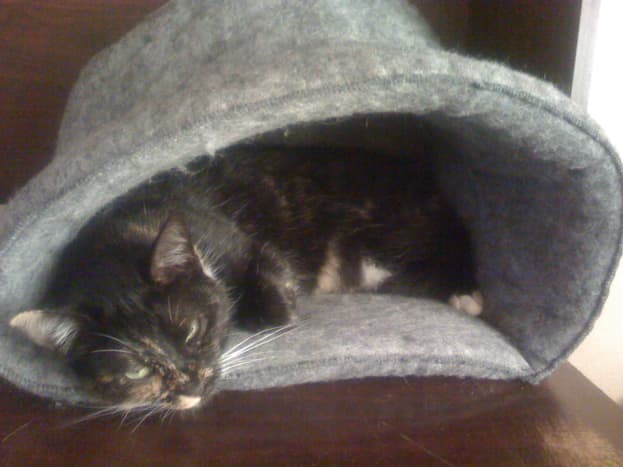 Cat half asleep in a cat bed.