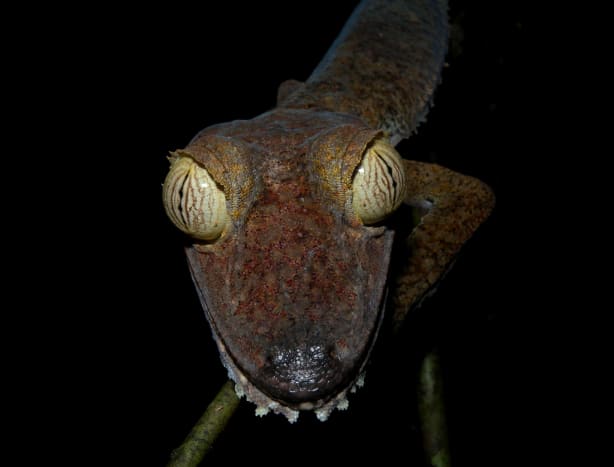 Giant Leaf-tailed Gecko (Uroplatus fimbriatus), Nosy Mangabe, Madagascar