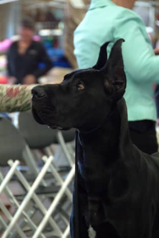 A Great Dane adult.