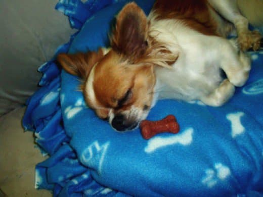 My dog, Gizmo, snoozing on his no-sew pet bed.