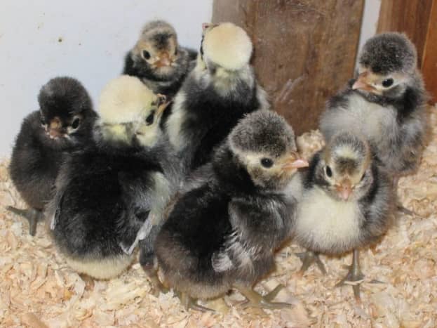 Crested Polish Chicks