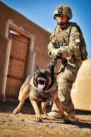 The US Army uses several breeds, but the German Shepherd Dog is the most popular.