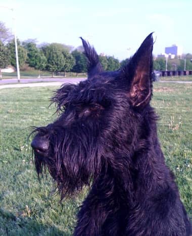 Giant Schnauzers are alert protection dogs.