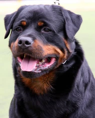 Rottweilers are powerful.