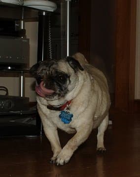A Pug will come running to act as a watchdog, but sometimes a little slowly.