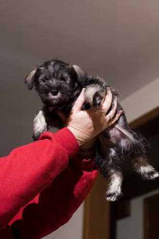 A Miniature Schnauzer can grow up to be a great watchdog.
